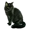 🐈‍⬛