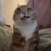 😺