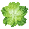 🥬