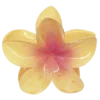 🌺