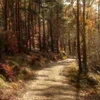 🍁