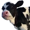 🐄