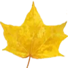 🍁
