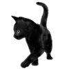 🐈‍⬛