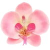 🌺