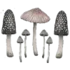 🍄