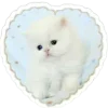 😽