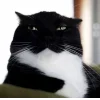 😺