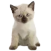 🐱