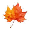 🍁
