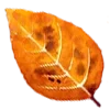 🍂