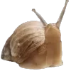 🐌