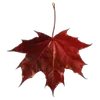 🍁