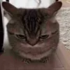 😺