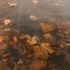 🍁