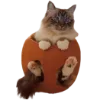 🐈
