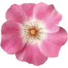 🌺