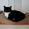 😺