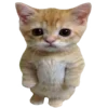 🐈
