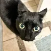 😺