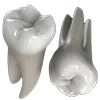 🦷