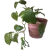 🌺