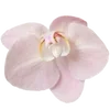 🌸