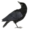 🐦‍⬛️