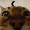 😺