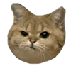 🐱