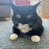 😺