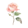 🌹
