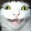 😼