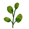 🌿
