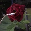 🌹