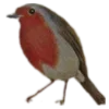 🐦‍⬛