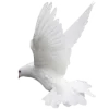 🕊