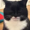 😺