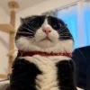 😺