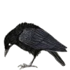 🐦‍⬛️