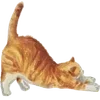 🐈