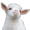🐐