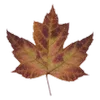 🍁