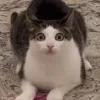 😺