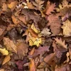 🍂