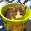 😺