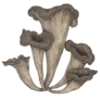 🍄