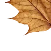 🍁