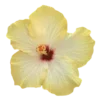 🌺