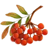 🍒